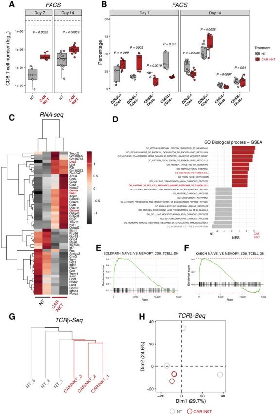 Figure 4. Allogeneic CAR iNKT-cell treatment modulates host CD8 T-cell number, phenotype, transcriptome, and TCR repertoire. Number (A) and immunophenotype (B) of host CD8 T cells recovered from spleen 7 and 14 days after tumor induction in mice treated with allogeneic CAR iNKT cells (red boxes and symbols) or untreated (gray boxes and symbols). Median (black dashed line) and upper/lower range (gray dotted lines) of CD8 T-cell counts in naive mice are represented. Results are pooled from two independent experiments with a total of 5 to 13 mice per group. Groups were compared using a nonparametric Mann–Whitney U test and P values are shown. C, Heatmap representing differentially expressed genes in host CD8 T cells FACS-sorted from recipients treated or not with allogeneic CAR iNKT cells. Expression for each gene is scaled (z-scored) across single rows. Each column represents independent experiments with one to two biological replicates per experiment. D, Top 10 enriched terms/pathways in CD8 T cells from untreated (gray bars) and CAR iNKT-cell–treated (red bars) animals revealed by GO Biological Process analysis using GSEA. E and F, Enrichment plots displaying the distribution of the enrichment scores for the genes downregulated during transition from naive CD8 T cells versus memory CD8 T cells according to the Luckey and colleagues (E; ref. 66) or Kaech and colleagues (F; ref. 67) signatures. Gene signatures were obtained from Molecular Signatures Database (MSigDB; C7: immunologic signatures). G and H, Hierarchical clustering (G) and PCA (H) of the top 1,000 clonotypes based on TCRβ sequencing of CD8 T cells from hosts treated with allogeneic CAR iNKT cells (red) or left untreated (gray).