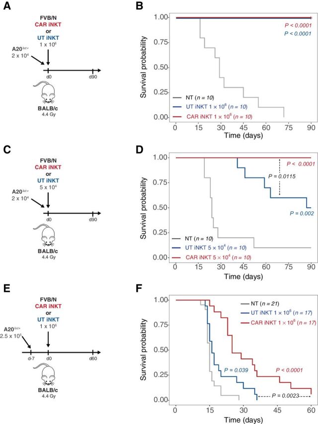 Figure 2. Allogeneic CAR iNKT-cell antitumor effect is greatly enhanced by the presence of host lymphocytes. A, C, and E, Schematic representation of the experiments employing A20luc+ cells into sublethally (4.4 Gy) irradiated WT BALB/c mice. B, D, and F, Survival of mice receiving A20luc+ cells and treated with untransduced iNKT cells (blue lines), CAR iNKT cells (red lines), or left untreated (NT, gray lines). Results are pooled from two independent experiments with a total of 10 to 21 mice per group. Survival curves were plotted using the Kaplan–Meier method and compared by log-rank test. P values are indicated when significant.