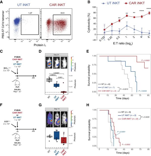 Figure 1. In vitro and in vivo antitumor activity of murine CAR iNKT cells. A, Representative FACS-plot of untransduced (left) and mCD19.28z-CAR–transduced (right) murine iNKT cells. iNKT were identified as PBS-57 CD1d tetramer–positive cells and CAR transduction was quantified by Protein L staining. B, Mean and SD of cytotoxicity relative to the untreated control at different Effector:Target (E:T) ratios. Results are representative of two independent experiments performed in triplicate. C and F, Schematic representation of the BCL1luc+ (C) and A20luc+ (F) into Rag1−/− gamma-chain−/− recipient experiments. D and G, Representative in vivo bioluminescence (BLI) images of BCL1luc+ (D) and A20luc+ (G) tumor cell progression in Rag1−/− gamma-chain−/− treated with untransduced iNKT cells (blue boxes and dots), CAR iNKT cells (red boxes and dots), or untreated (gray box and dots). E and H, Survival of mice receiving BCL1luc+ (E) or A20luc+ (H) and treated with untransduced iNKT cells (blue lines), CAR iNKT cells (red lines), or left untreated (NT, gray lines). Results are pooled from two independent experiments with a total of 6 to 9 mice per group. BLI results were compared using a nonparametric Mann–Whitney U test and P values are shown when significant. Survival curves were plotted using the Kaplan–Meier method and compared by log-rank test. P values are indicated when significant.