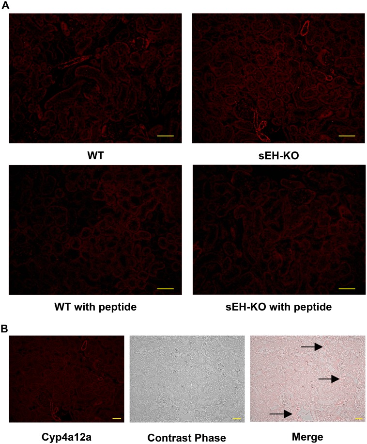 Fig 10