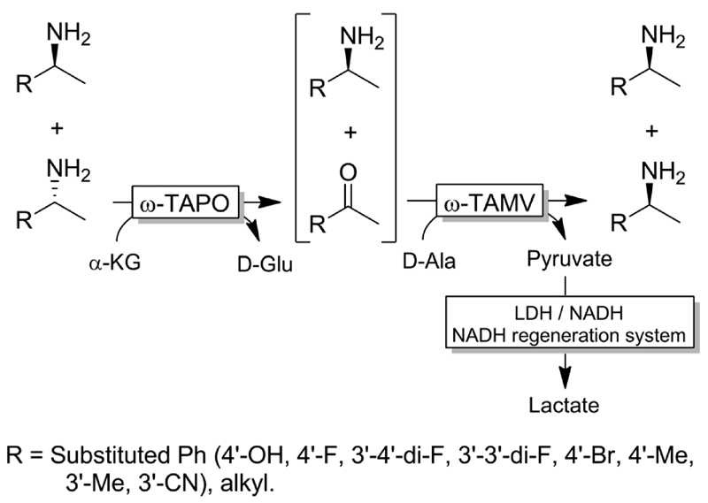 Scheme 19