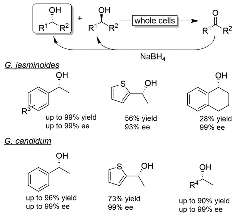 Scheme 8