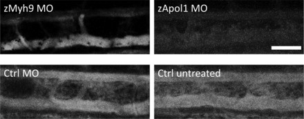 Fig. 7.