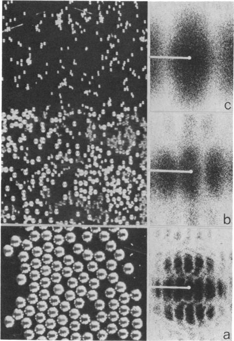 graphic file with name pnas00672-0167-a.jpg