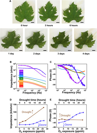 Fig. 4