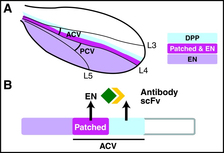 Fig. (5)