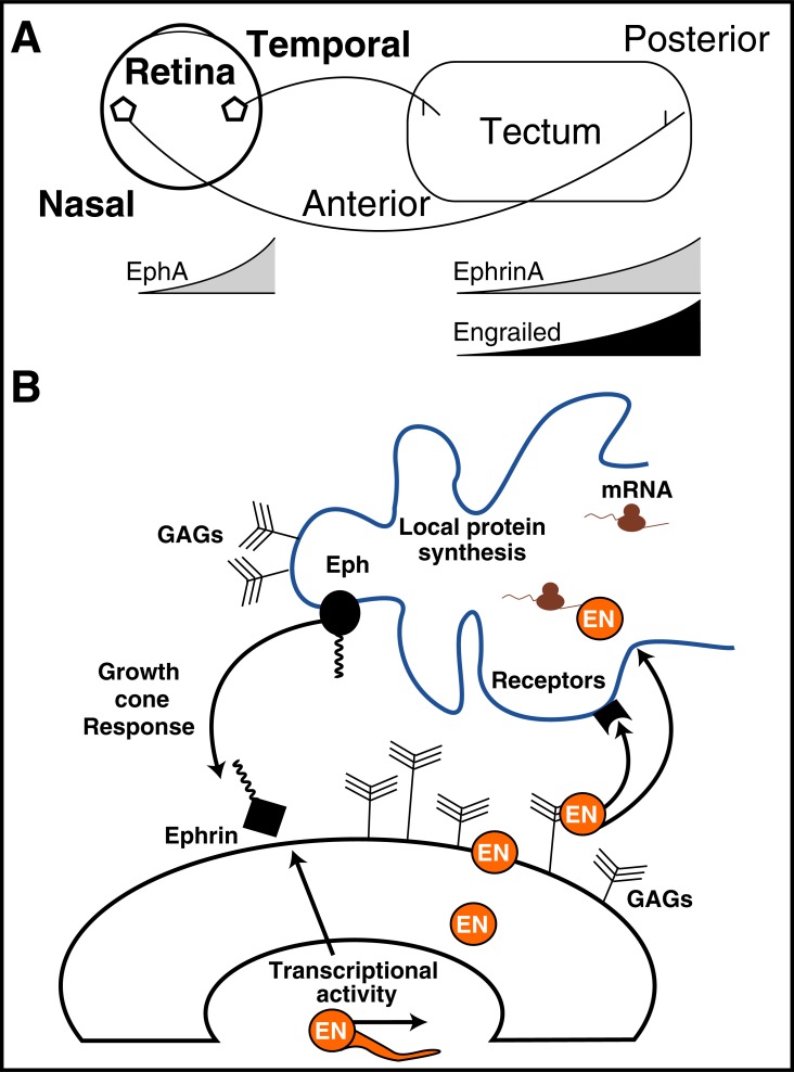 Fig. (7)