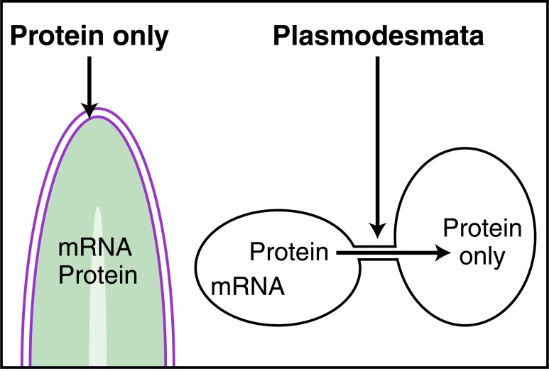 Fig. (3)