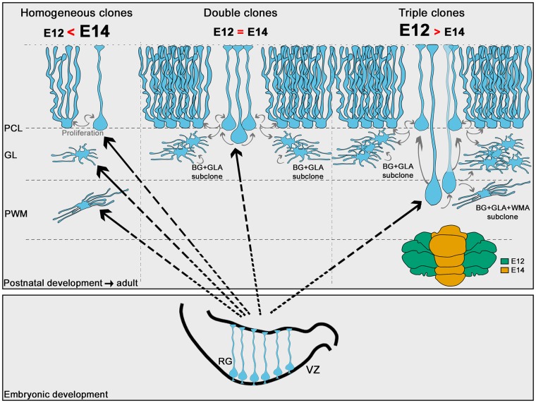 Fig 10