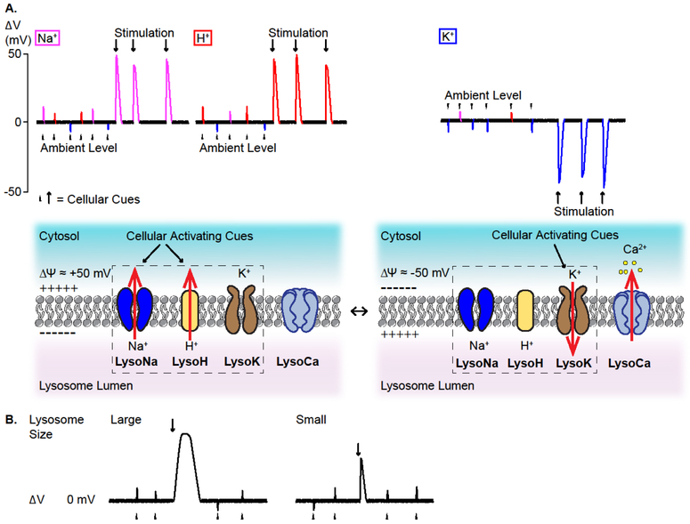 Fig 3.