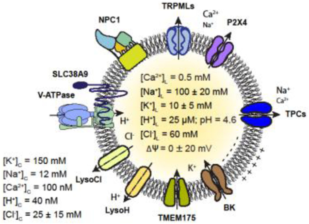 Fig 2.