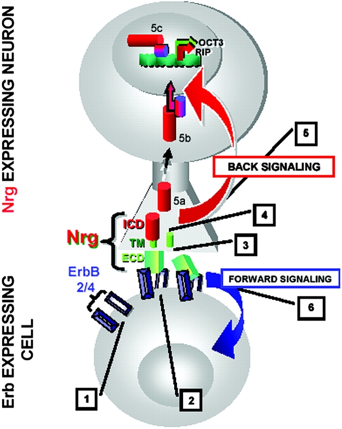 Figure 6.