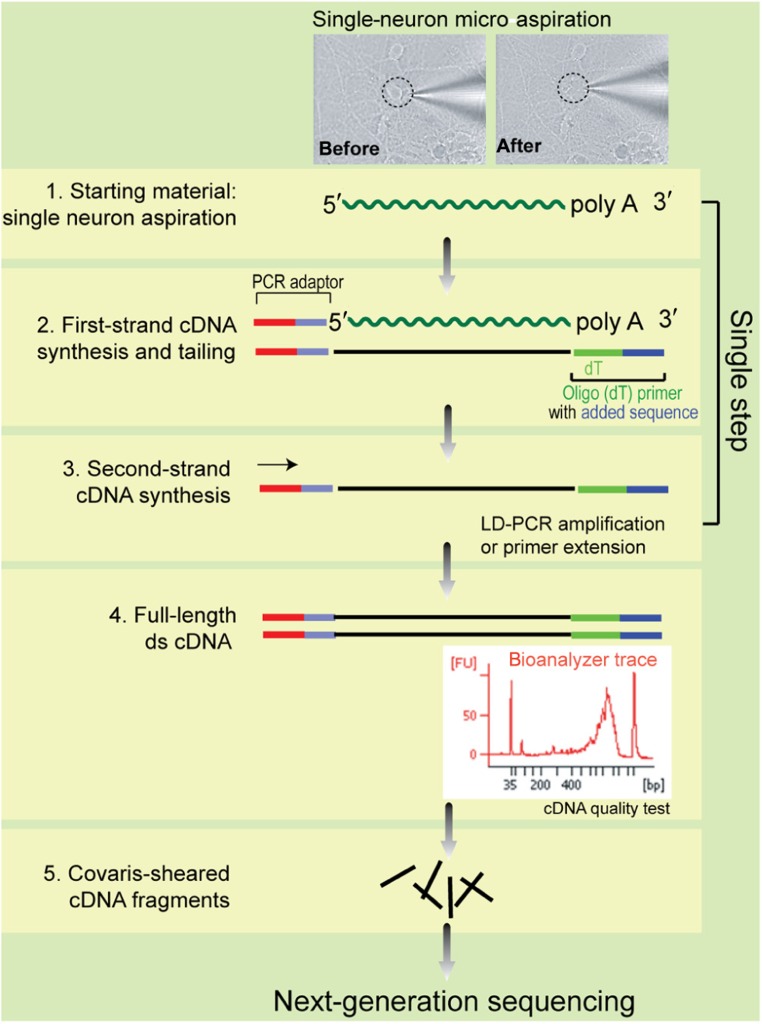 FIGURE 1