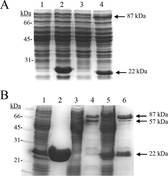 FIG 7