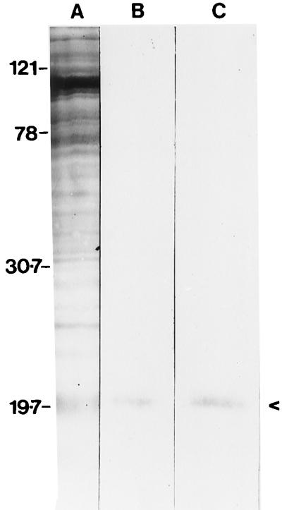 FIG. 7