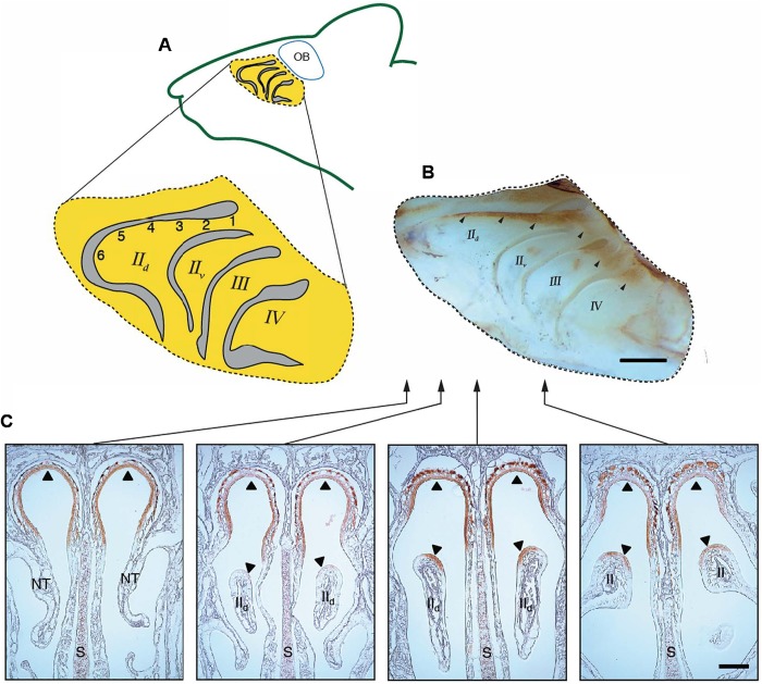 Fig. 1.