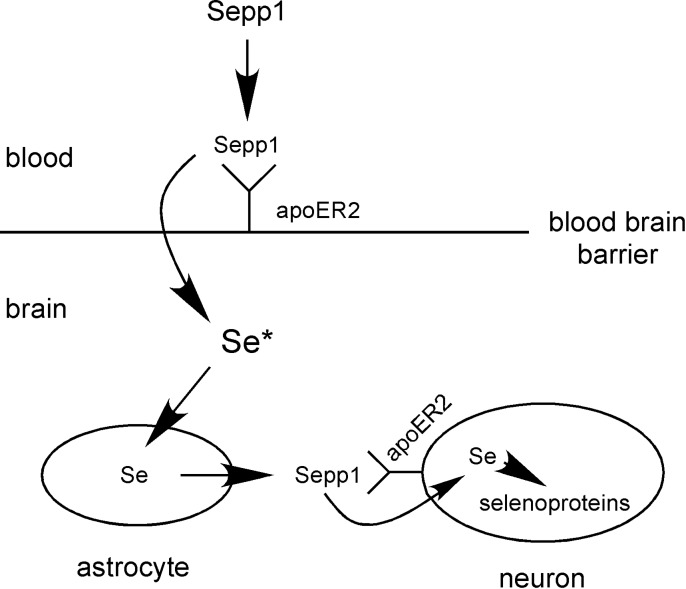 Scheme 1.