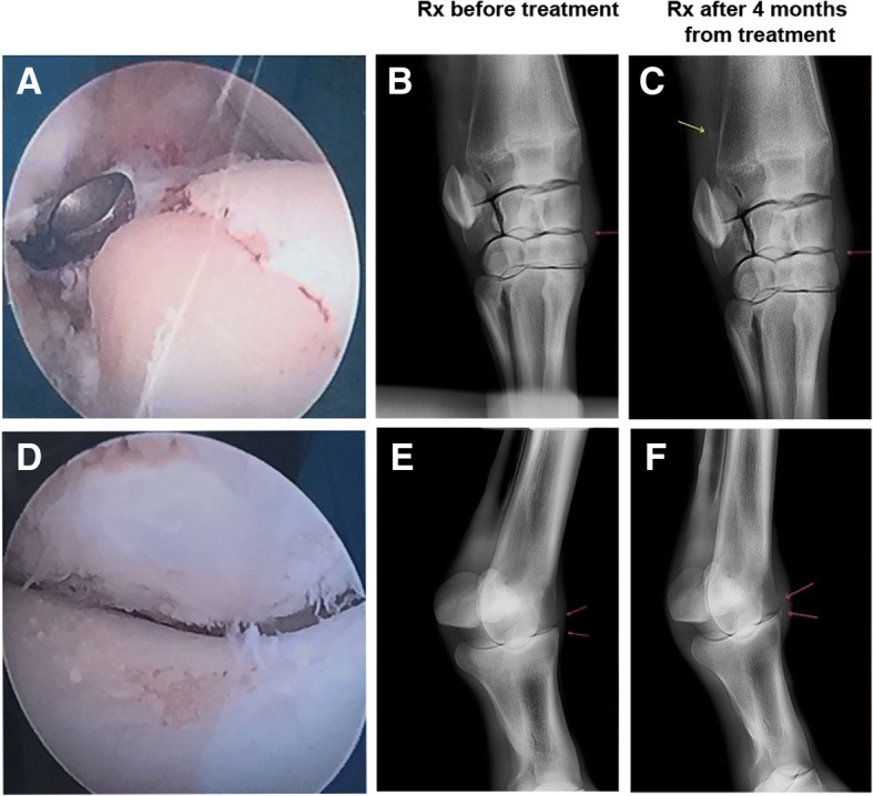 Fig. 6