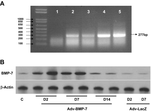 Figure 10.