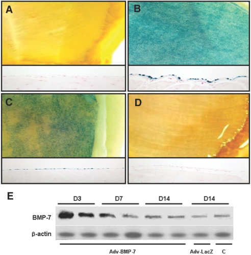 Figure 13.