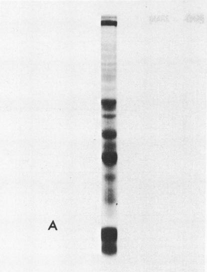 graphic file with name pnas00062-0161-a.jpg