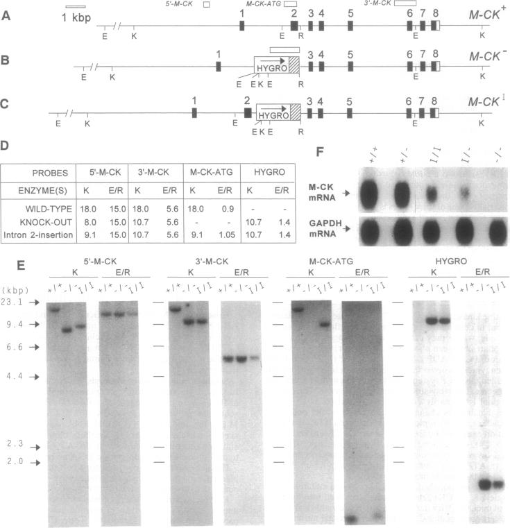 graphic file with name pnas01141-0373-a.jpg