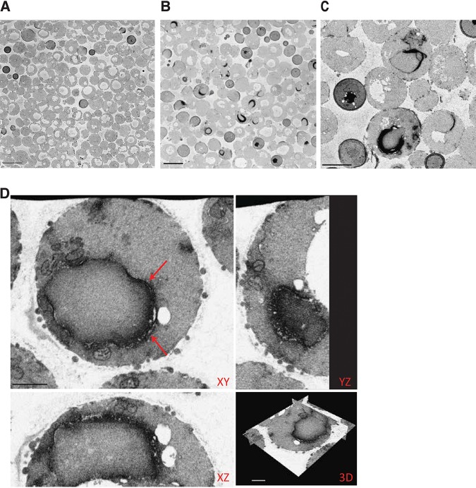 FIG 3