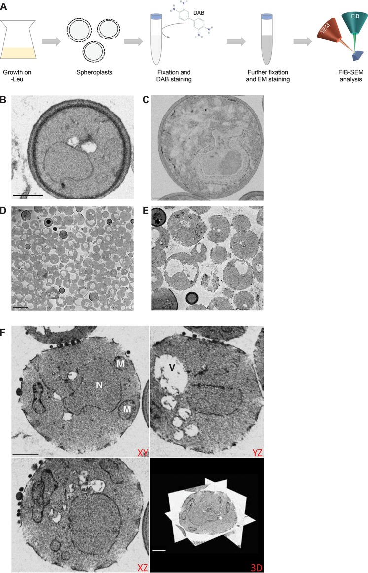 FIG 2