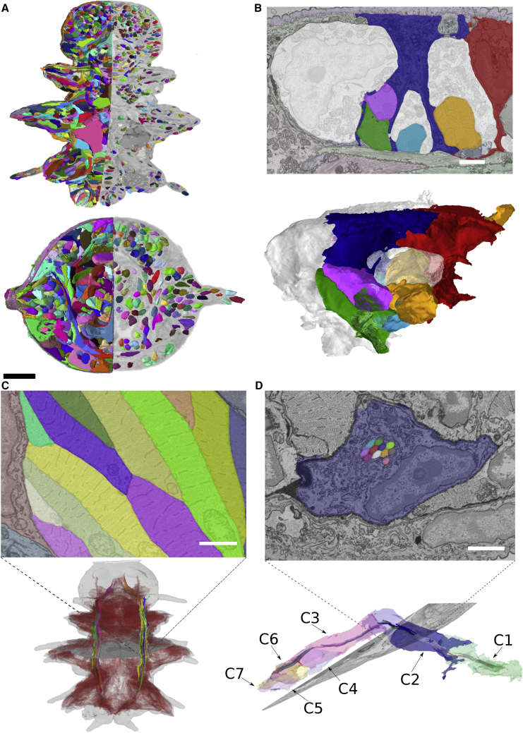 Figure 2