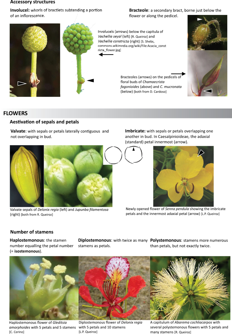 Scheme 5.