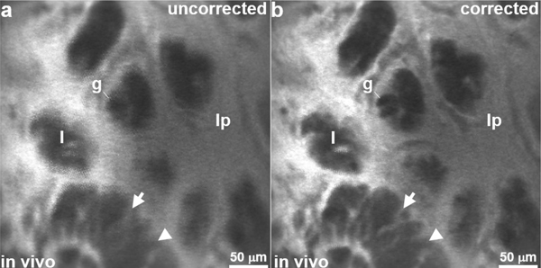 Fig. 15.