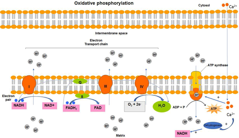 Figure 1: