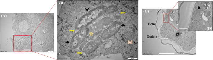 Fig 5