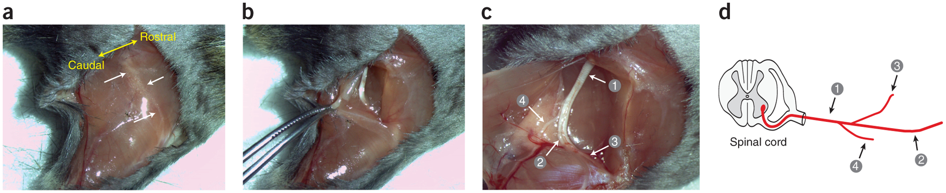 Figure 5 |