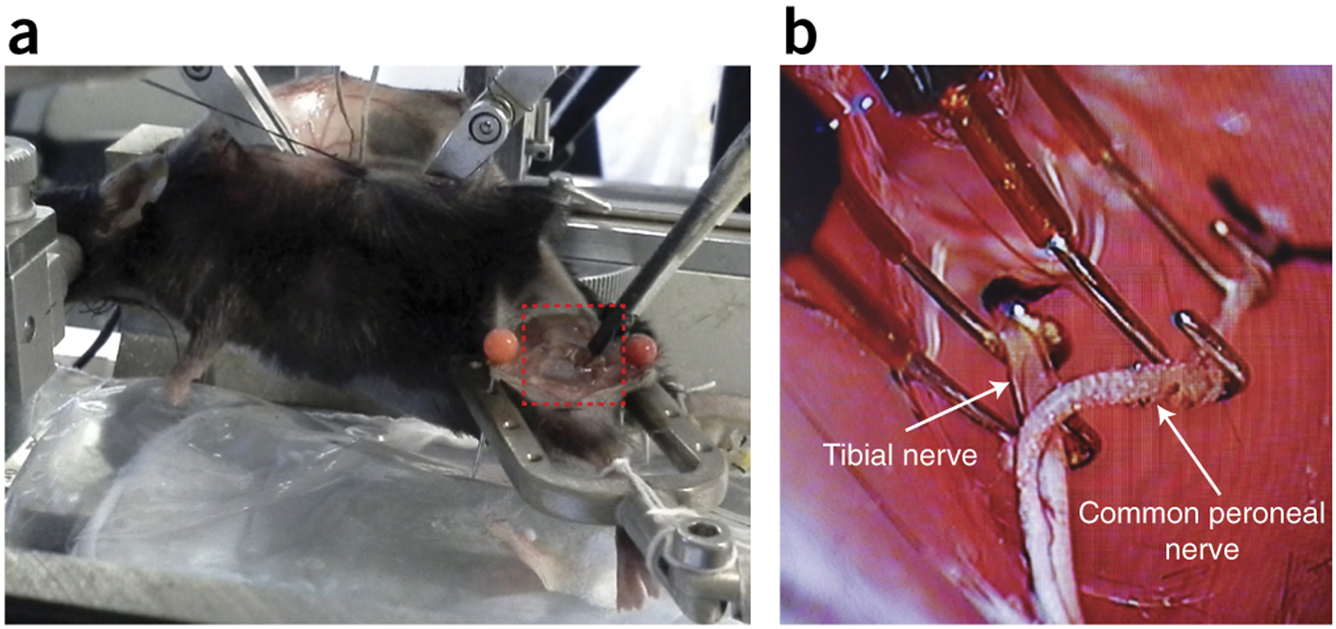 Figure 6 |