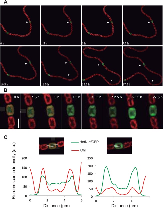 FIG 3