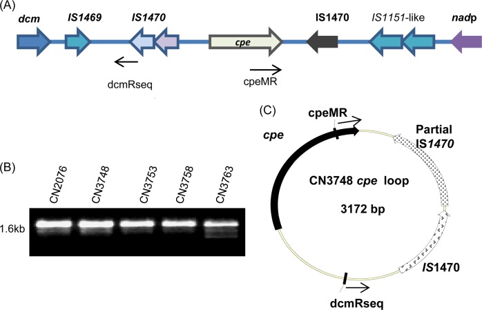 Fig 8