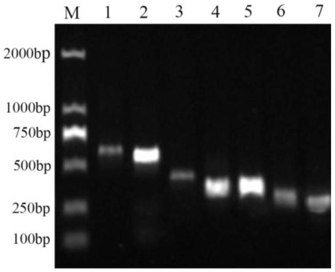 Figure 7