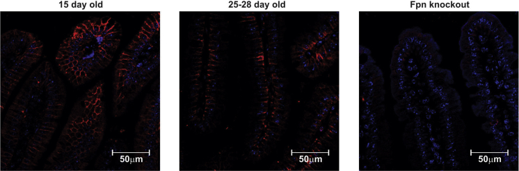 Figure 4