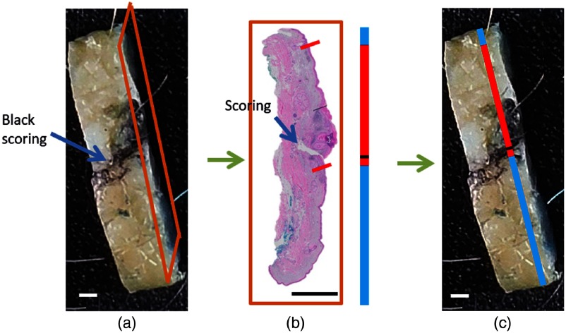 Fig. 8