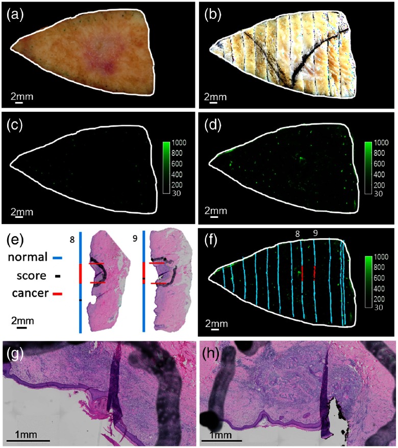 Fig. 10