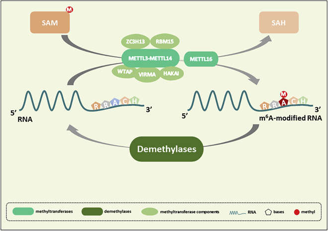 Figure 1