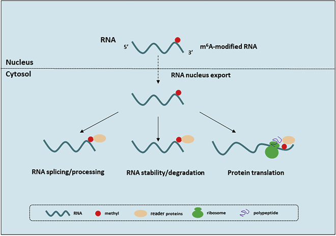 Figure 2