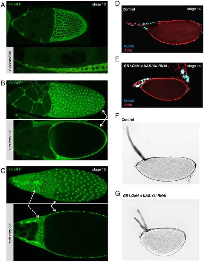 Fig. 7.