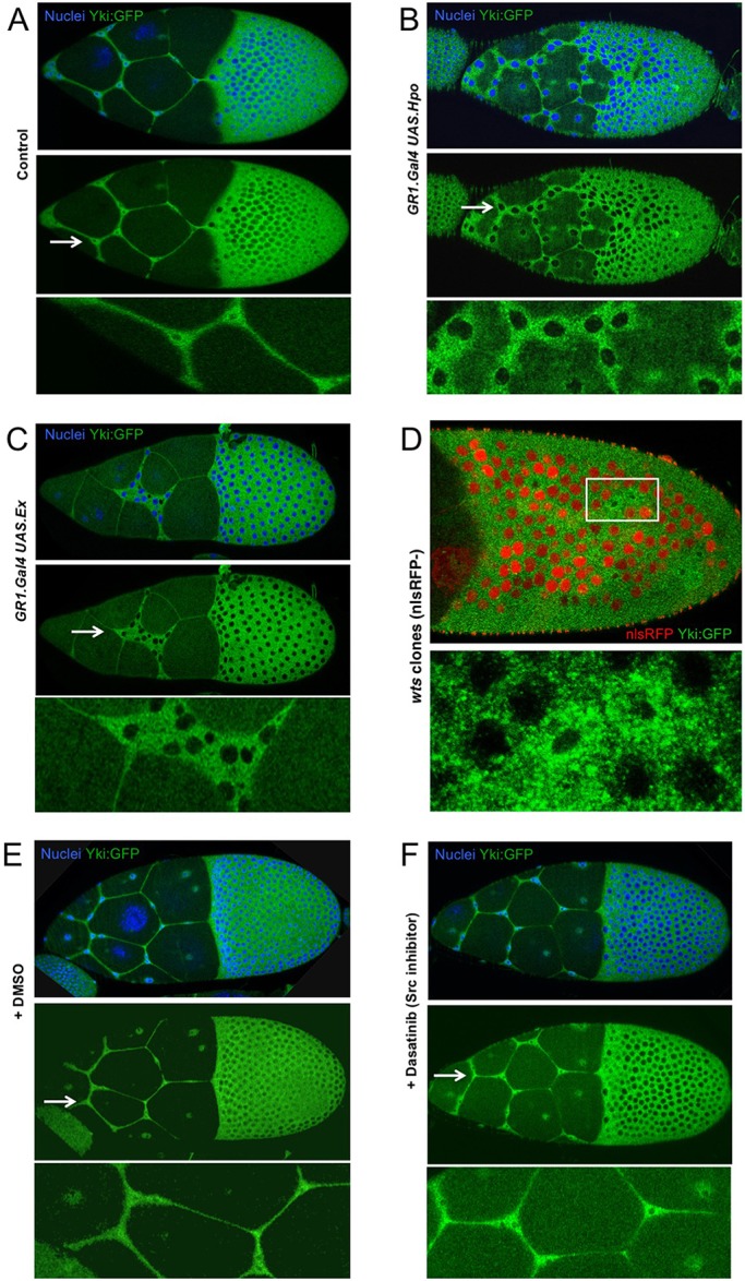 Fig. 6.