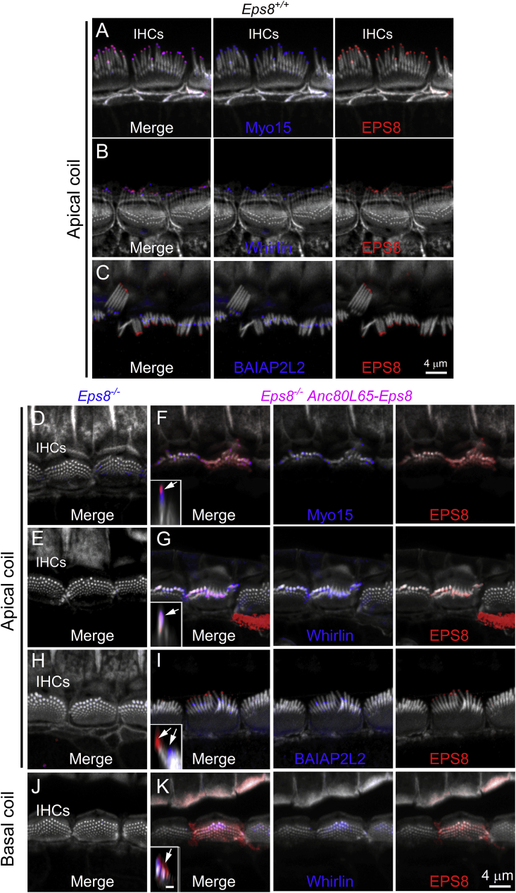 Figure 4