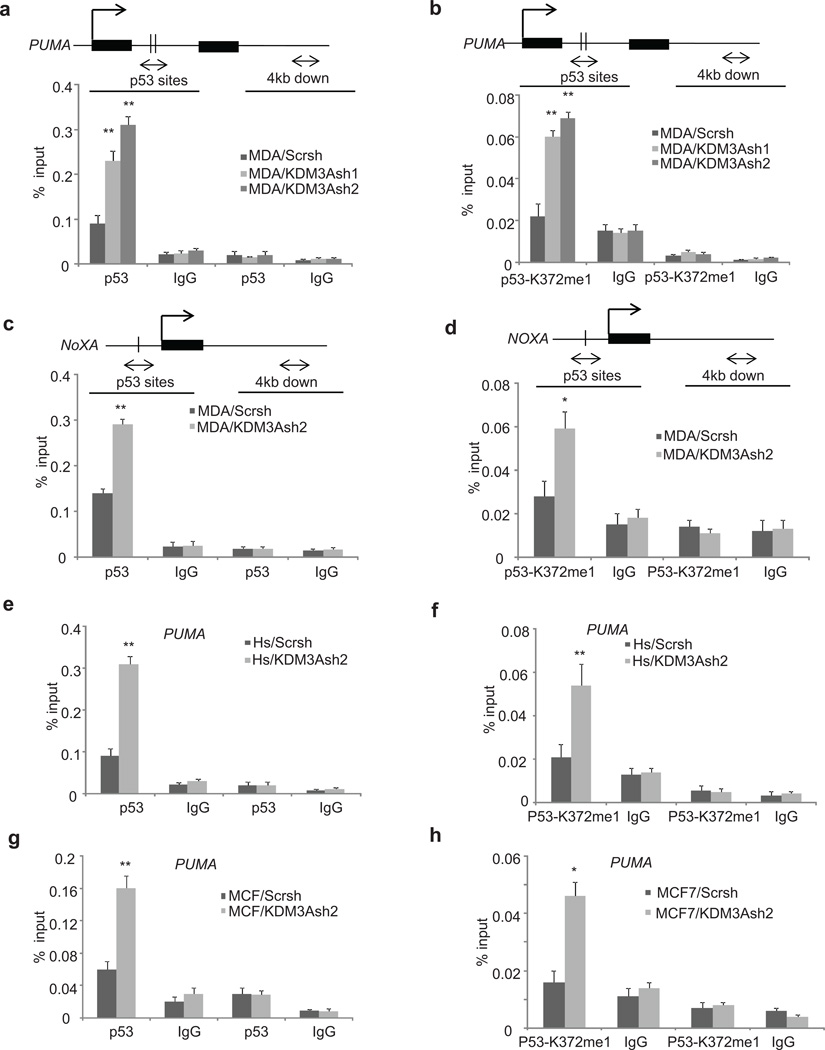 Lysine Demethylase Kdm3a Regulates Breast Cancer Cell Invasion And Apoptosis By Targeting 2504