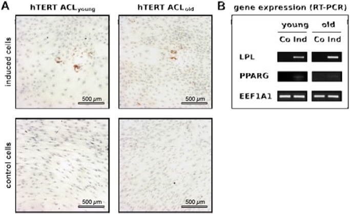 Fig. 7