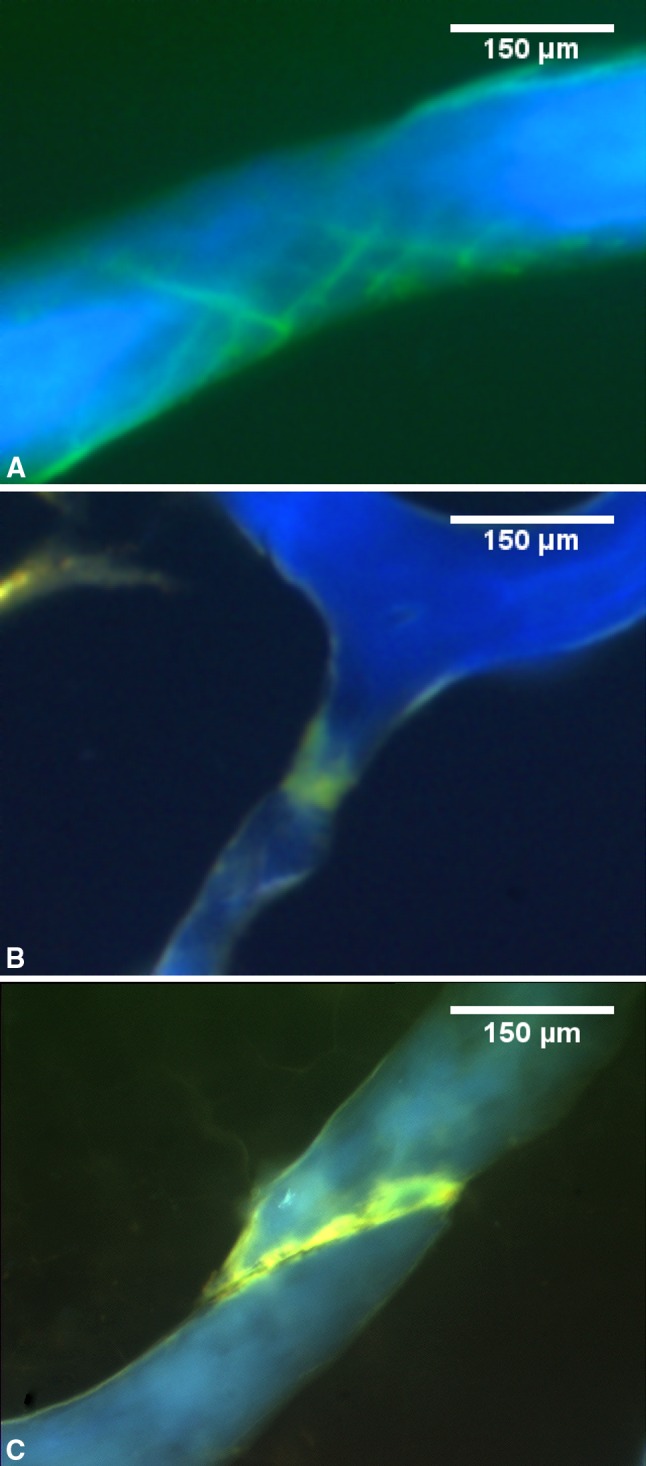 Fig. 3A–C