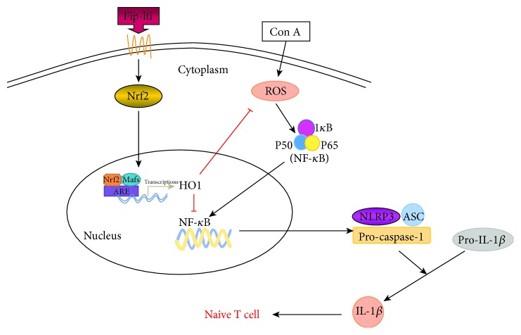 Figure 7